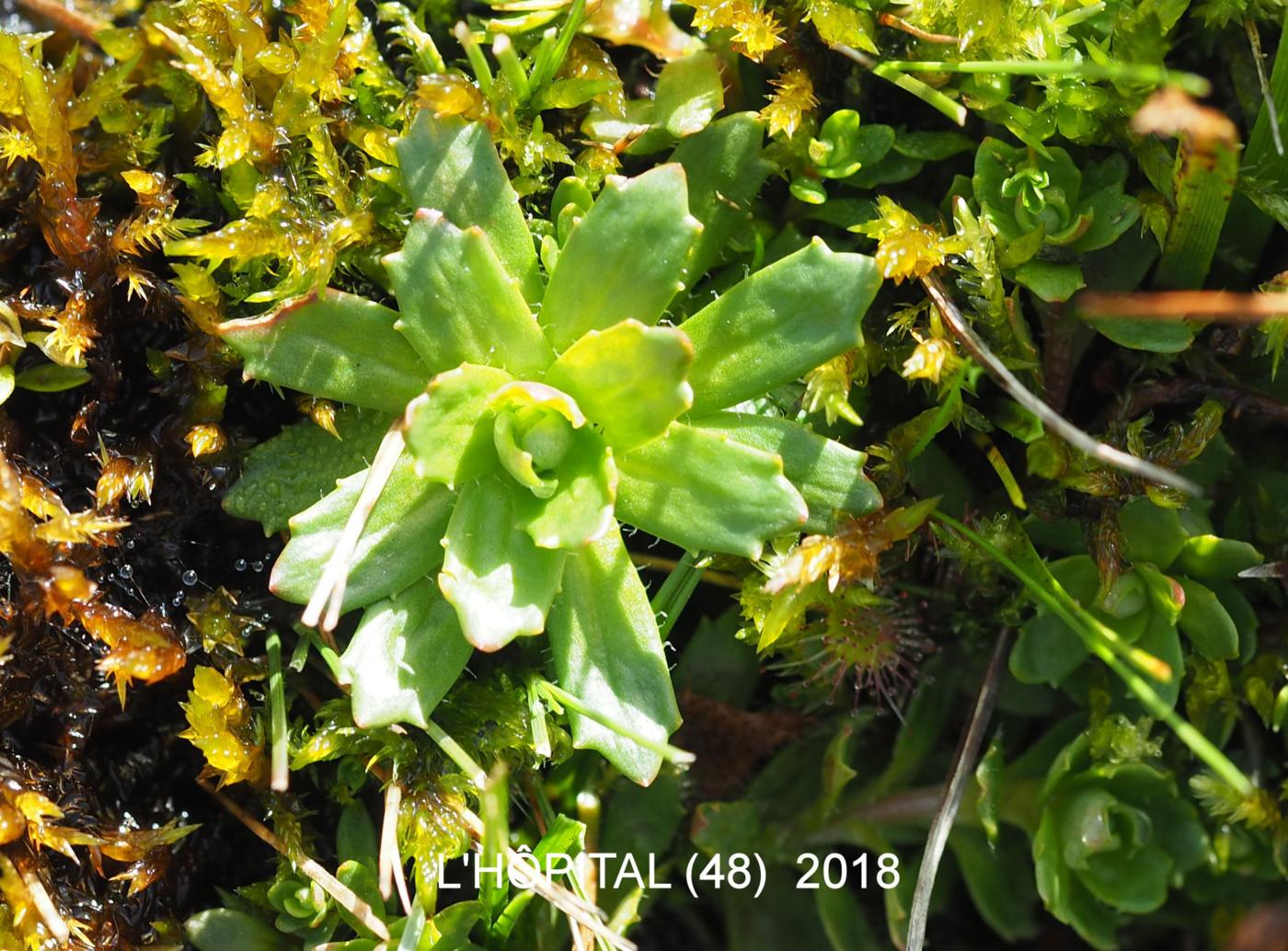 Saxifrage, Starry leaf